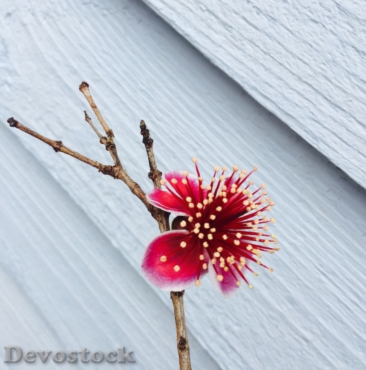 Devostock Flower Feijoa Fruit Pink