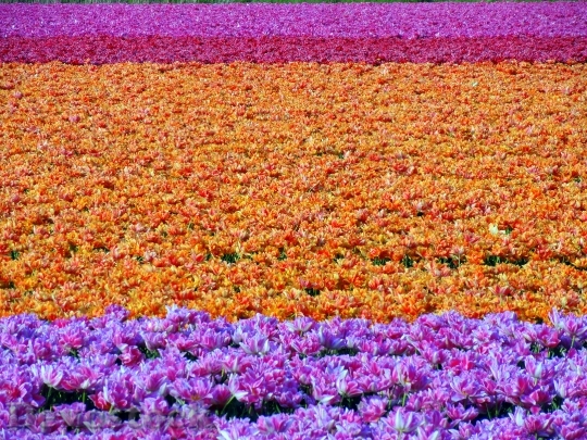 Devostock Flower Field Tulips Colorful