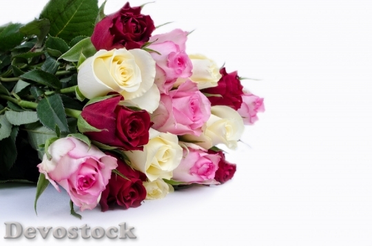 Devostock Flower Flowers Rose Love 0