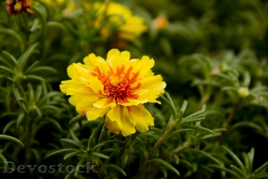 Devostock Flower Flowers Yellow Flower 0