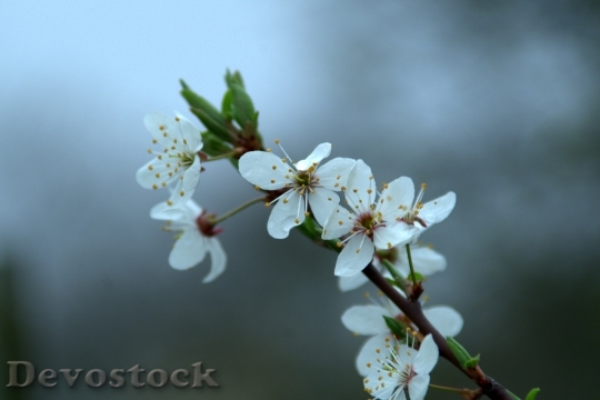 Devostock Flower Fruit Tree Apple