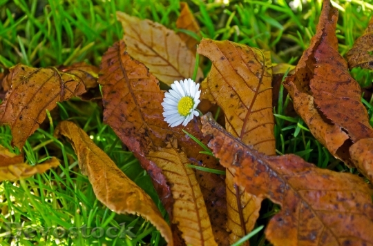 Devostock Flower Leaves Leaf Autumn