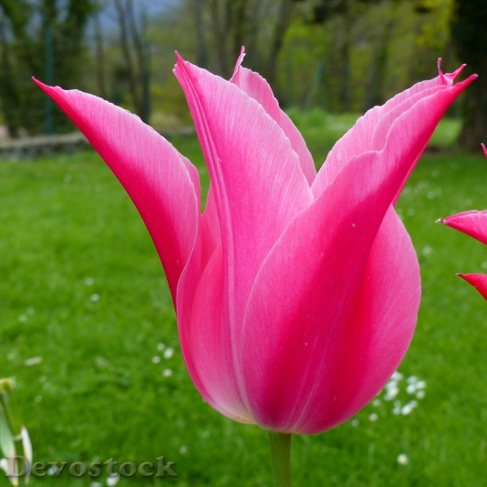 Devostock Flower Macro Nature Tulip