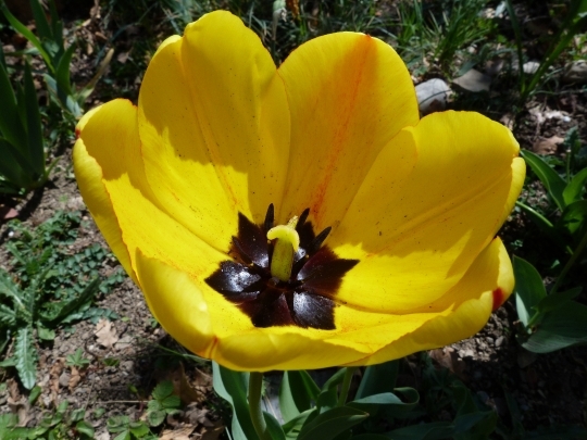 Devostock Flower Macro Tulip Yellow