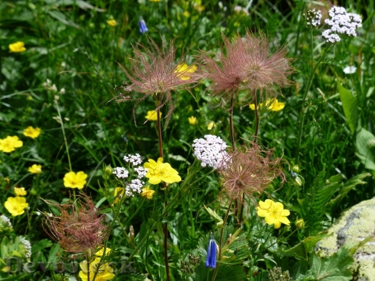 Devostock Flower Meadow Alps Brown