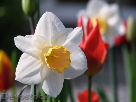 Devostock Flower Narcissus Spring White