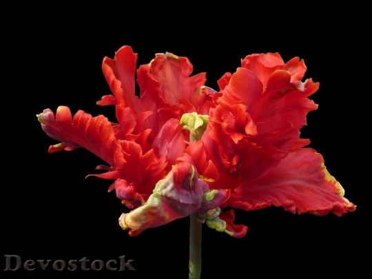 Devostock Flower Parrot Tulip Red