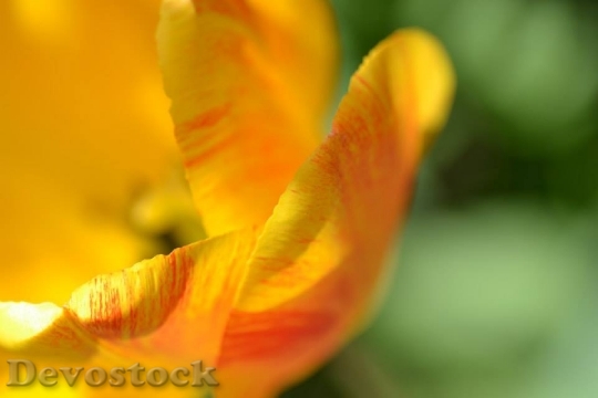 Devostock Flower Petal Tulip Yellow