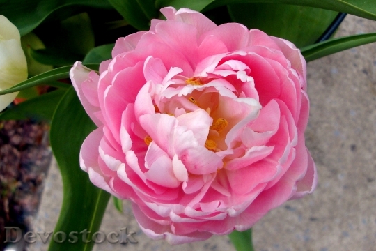 Devostock Flower Pink Tulip 348714
