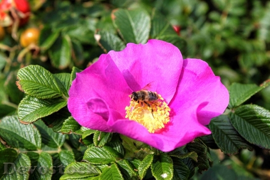 Devostock Flower Pink Wild Rose