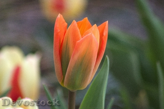 Devostock Flower Plant Tulip Nature