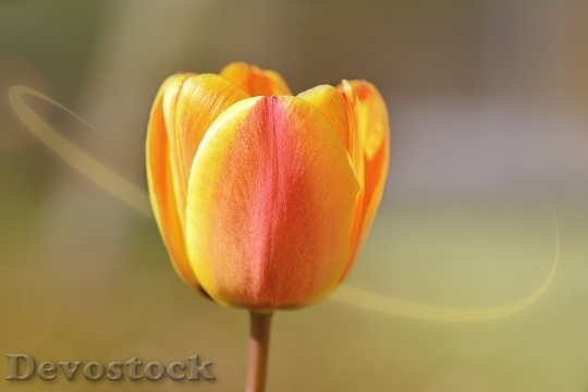 Devostock Flower Plant Tulip Orange