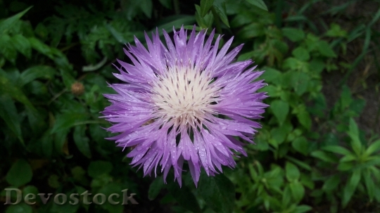 Devostock Flower Purple Flower Plant