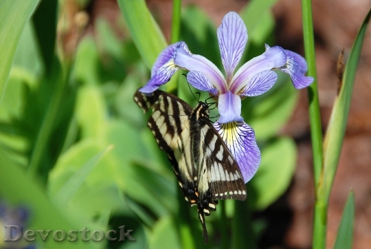 Devostock Flower Purple Iris Blue