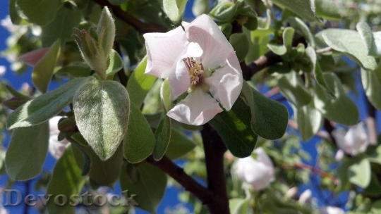 Devostock Flower Quince Spring Plant
