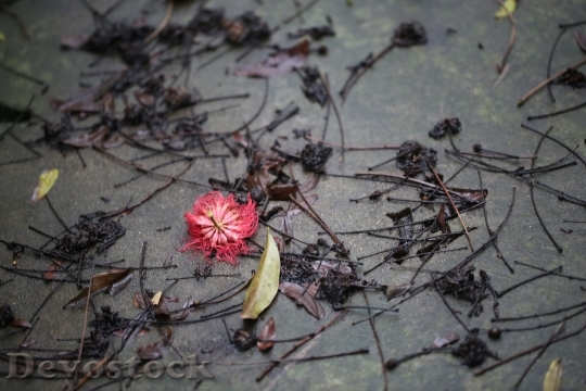 Devostock Flower Red After Raining