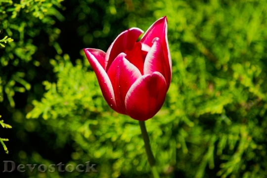 Devostock Flower Red Tulip Petals