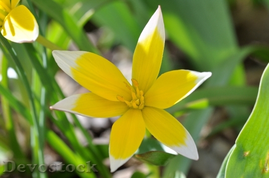 Devostock Flower Small Star Tulip