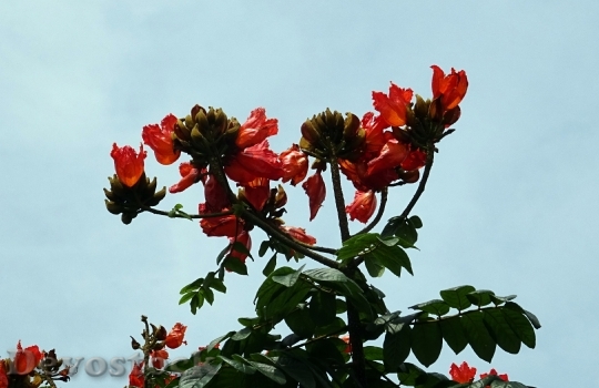 Devostock Flower Spathodea Plant Tree