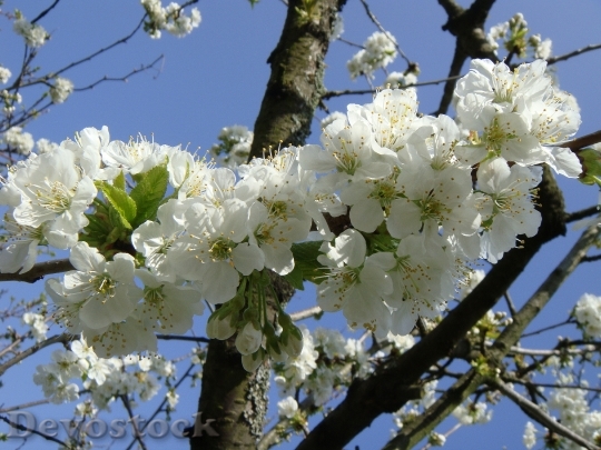 Devostock Flower Spring Cherry Spring