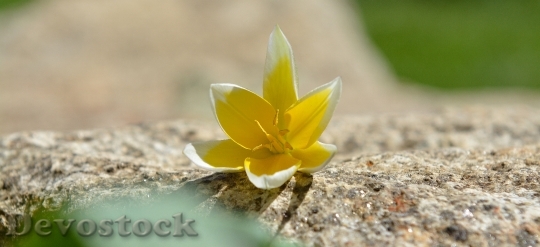 Devostock Flower Spring Flower Star