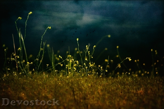 Devostock Flower Spring Landscape 1241492