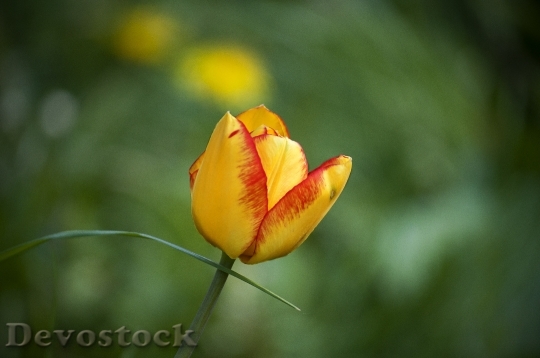Devostock Flower Spring Tulip Nature