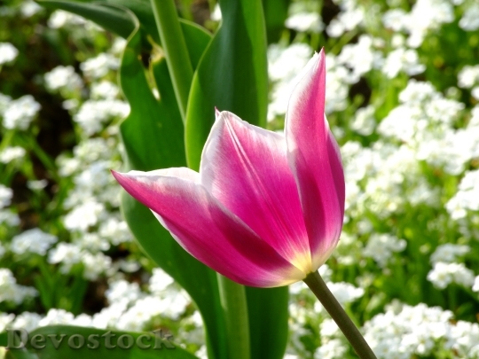 Devostock Flower Spring Tulips Flower