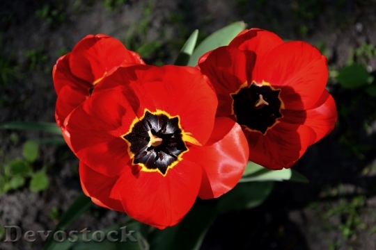 Devostock Flower Tulip Beauty Plant