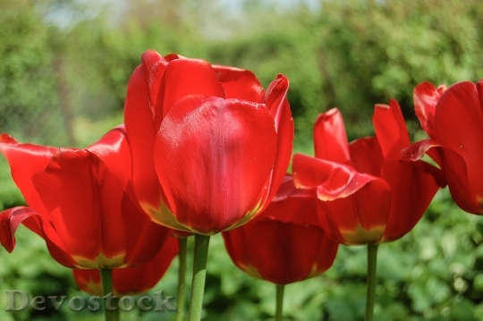 Devostock Flower Tulip Blooming Flowers