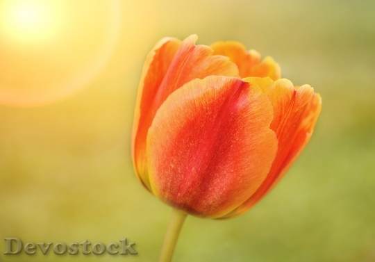 Devostock Flower Tulip Blossom Bloom 0