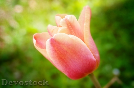 Devostock Flower Tulip Blossom Bloom 10