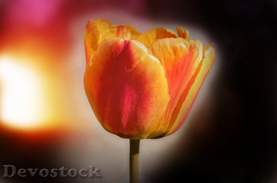Devostock Flower Tulip Blossom Bloom 11