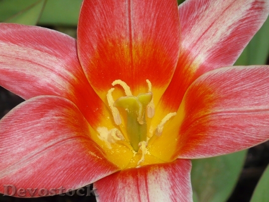 Devostock Flower Tulip Blossom Bloom 13