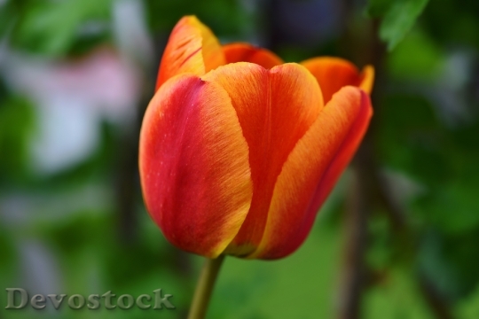Devostock Flower Tulip Blossom Bloom 17