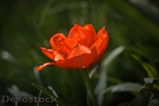 Devostock Flower Tulip Blossom Bloom 22