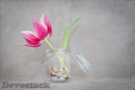 Devostock Flower Tulip Blossom Bloom 25