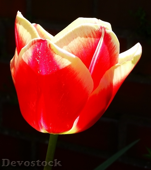 Devostock Flower Tulip Blossom Bloom 28