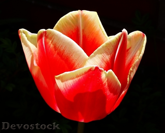 Devostock Flower Tulip Blossom Bloom 29