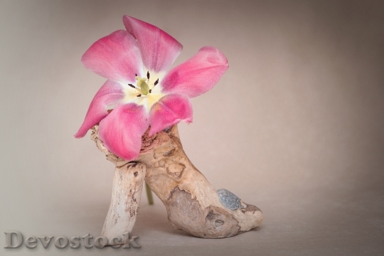 Devostock Flower Tulip Blossom Bloom 31