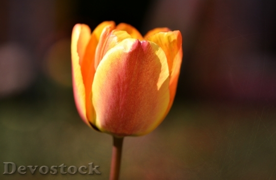 Devostock Flower Tulip Blossom Bloom 4