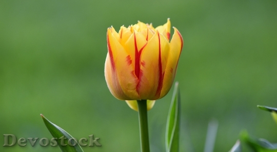 Devostock Flower Tulip Blossom Bloom 6
