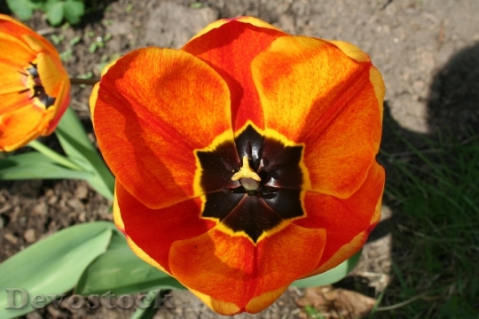Devostock Flower Tulip Blossom Bloom