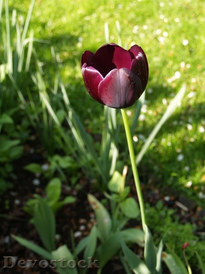 Devostock Flower Tulip Bordeaux 856128