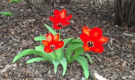 Devostock Flower Tulip Brown Red