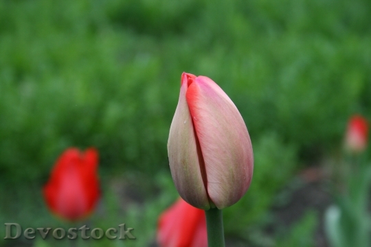 Devostock Flower Tulip Bud Red 0