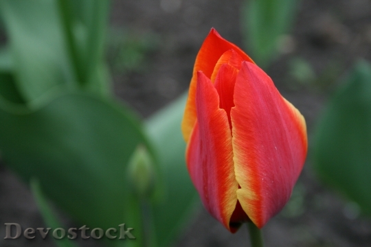 Devostock Flower Tulip Bud Red