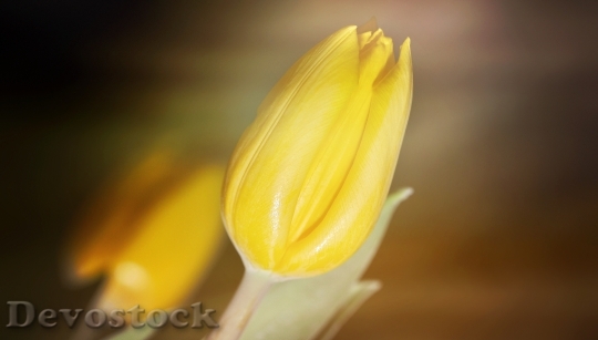 Devostock Flower Tulip Closed Blossom