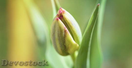 Devostock Flower Tulip Closed Spring 0
