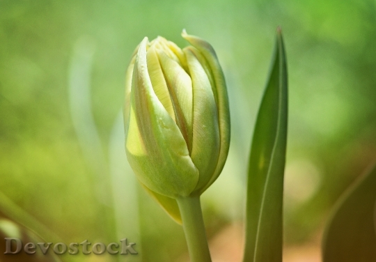 Devostock Flower Tulip Closed Spring
